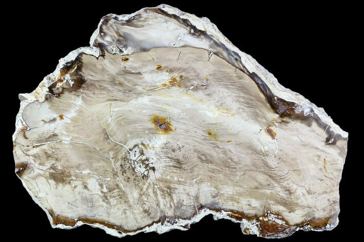 Polished Petrified Wood Slab - Oregon #110130